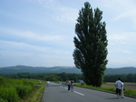 富良野･ケンメリの木