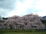 sakura2.jpg